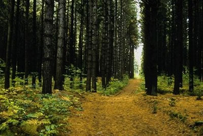 Strada boschiva sopra le Aiuole